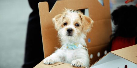 Roswell joins neighboring city and county governments in banning “transient pet sales,” sales taking place in outdoor or transient locations, such as parking lots.